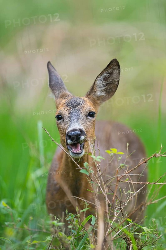 Roe Deer (Capreolus capreolus), female in forest eats leaves, game damages, Hesse, Germany