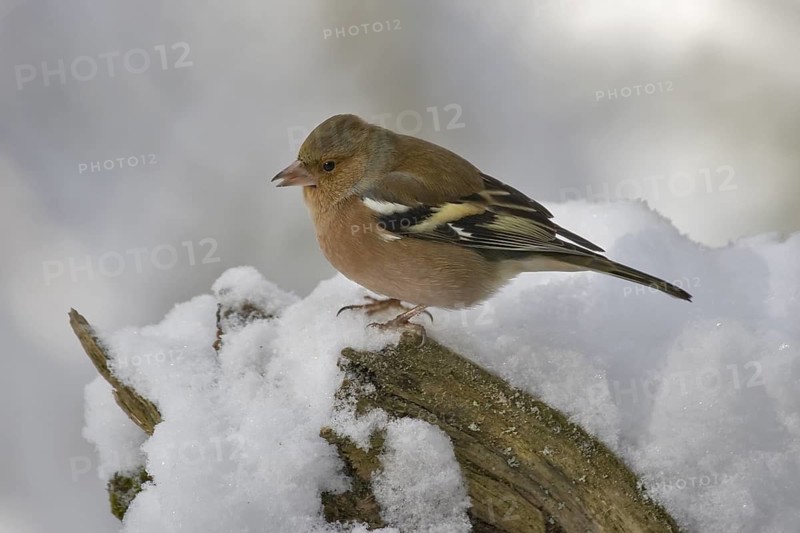Common Chaffinch (Fringilla coelebs) male perched on a branch, Bavaria, Germany
