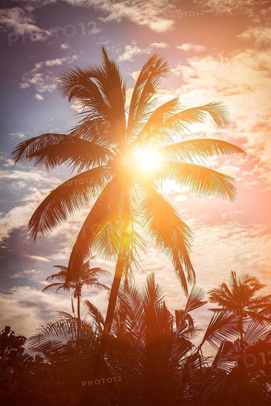Tropical background, palm on sunset. Lens flare and light leak