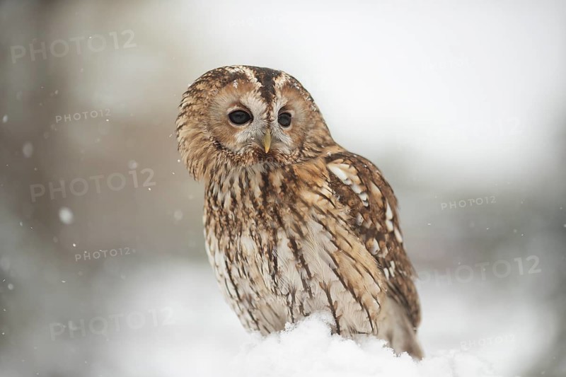 Tawny Owl (Strix aluco) captive, perched on snow, Germany