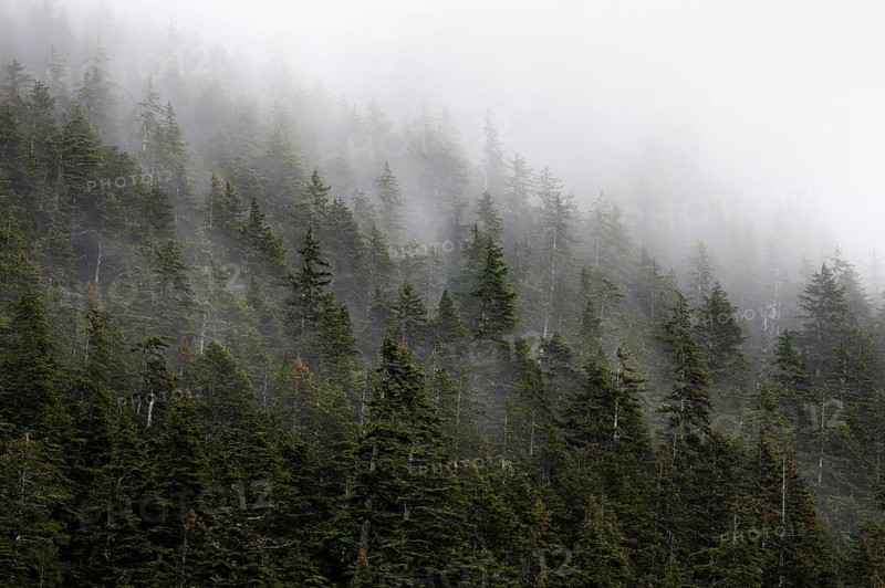 Dense forest on mountain slopes, mystical fog sweeping through the forest, Kenai Fjords National Park, Kenai Peninsula, Alaska, USA
