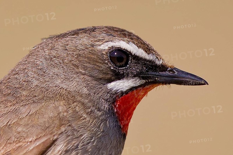 Siberian Rubythroat (Calliope calliope), Lake Hovsgol, Mongolia