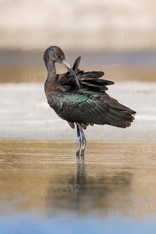 Glossy Ibis (Plegadis falcinellus) preening, Eilat, Israel