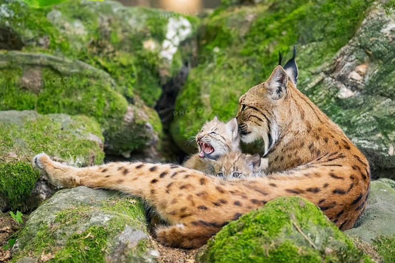 Eurasian lynx (Lynx lynx) mother with her youngsters (cubs) lying on a rock in a forest, Bavaria, Germany