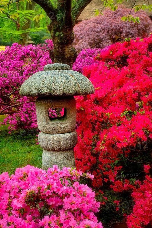 Stone lantern in Japanese garden with blooming flowers, Park Clingendael, The Hague, Netherlands