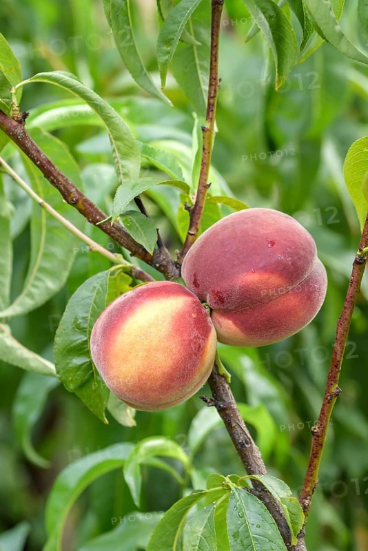 Peach (Prunus persica 'Spring Lady'), Baum- und Rebschule Schreiber KG, Federal Republic of Germany