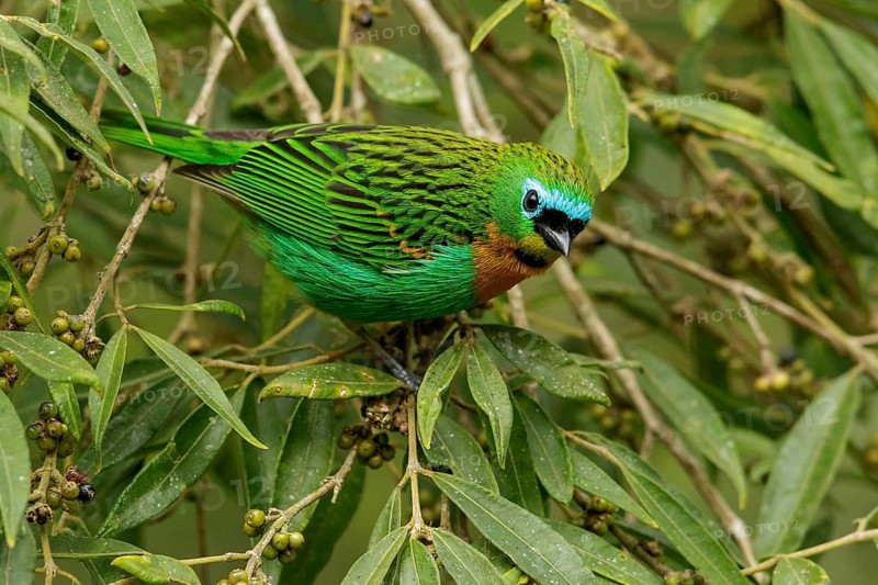 Brassy-breasted Tanager (Tangara desmaresti) perched on a branch in the Atlantic Rainforest Region of Brazil