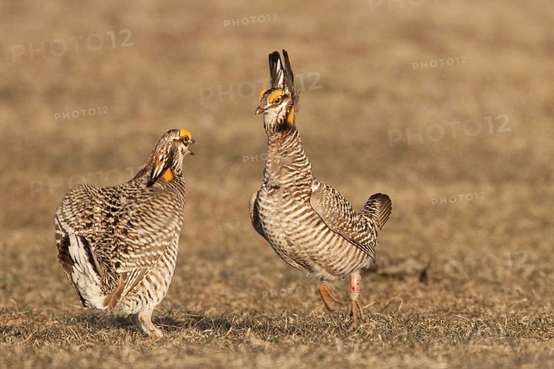 Greater Prairie Chicken (Tympanuchus cupido) male, Wisconsin, USA