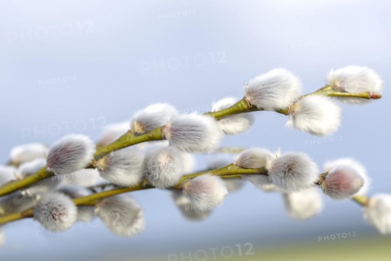 Catkin willow (Salix caprea), Saxony, Germany