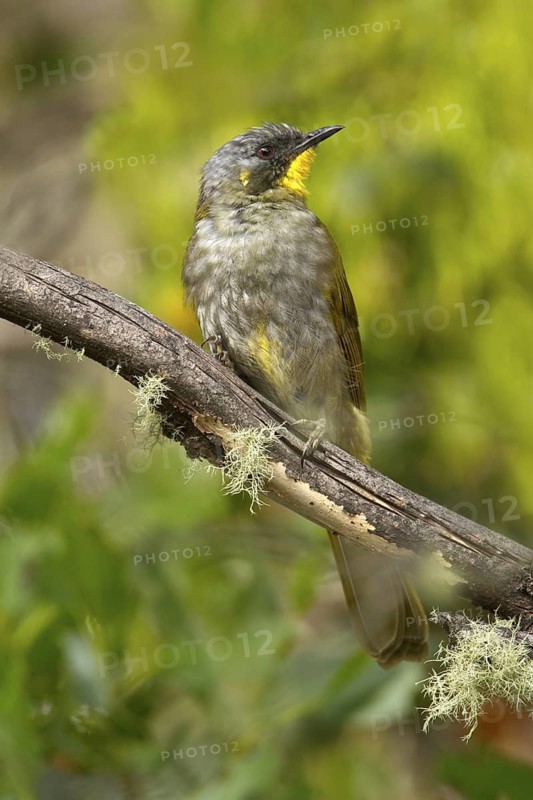 Yellow-throated Honeyeater (Nesoptilotis flavicollis), Tasmania, Australia