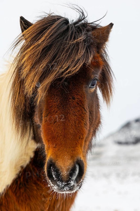 Icelandic horse (Equus ferus caballus), portrait, snow, winter, Iceland, Scandinavia