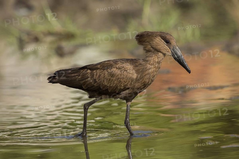 Hamerkop (Scopus umbretta), Gambia