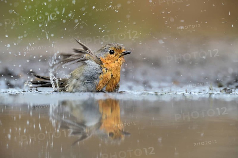 European Robin (Erithacus rubecula) bathing, Netherlands