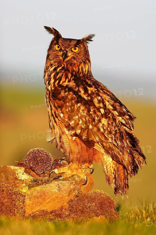 Big Eurasian Eagle Owl, bird sitting on the stone in the meadow with catch hedgehog. Beautiful rare owl in the nature habitat. Animal with food, kill hedgehog, from France. Feeding bird with food