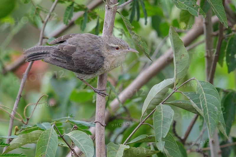 Thrush-like Wren (Campylorhynchus turdinus turdinus) perched on a branch in the Pantanal region of Brazil
