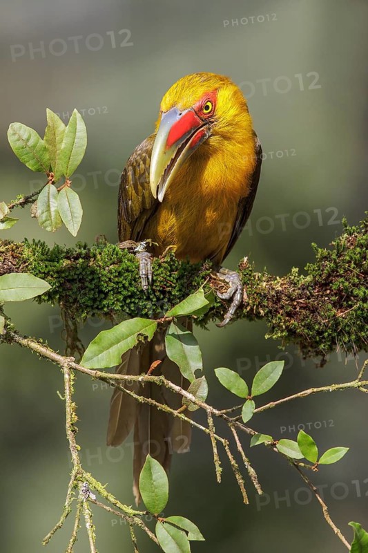 Saffron Toucanet (Pteroglossus bailloni) perched on a branch in the Atlantic rainforest of southeast Brazil