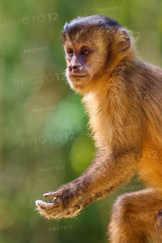 Monkey in side profile, showing a pensive posture in the green background, capuchin monkey (Sapajus apella), Pantanal, Mato Grosso, Brazil