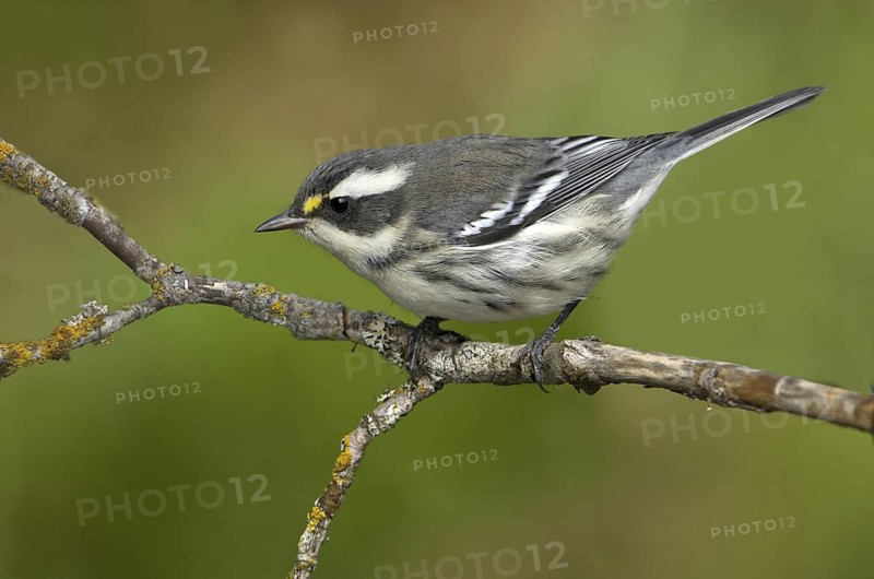 Black-throated Grey Warbler (Setophaga nigrescens), British Columbia, Canada