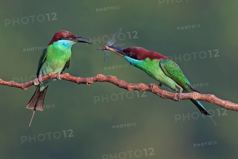 Blue-throated Bee-eater (Merops viridis) pair displaying, Malaysia