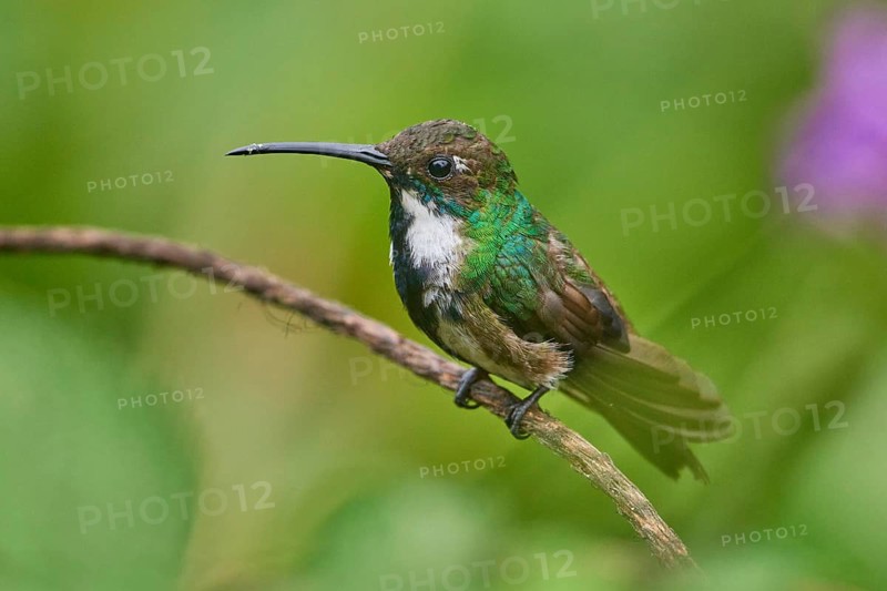 Black-throated Mango (Anthracothorax nigricollis) female, Ecuador