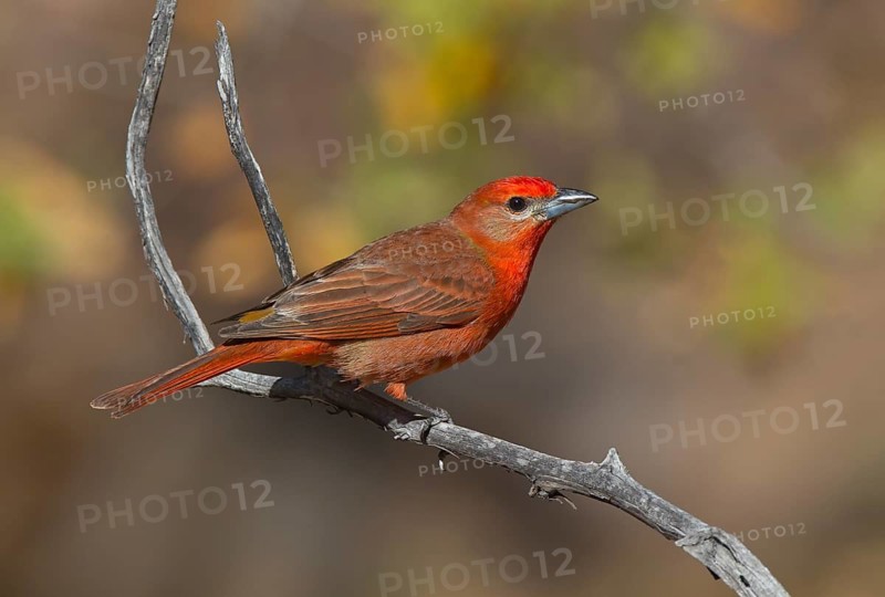 Hepatic Tanager (Piranga hepatica) male, Arizona, USA