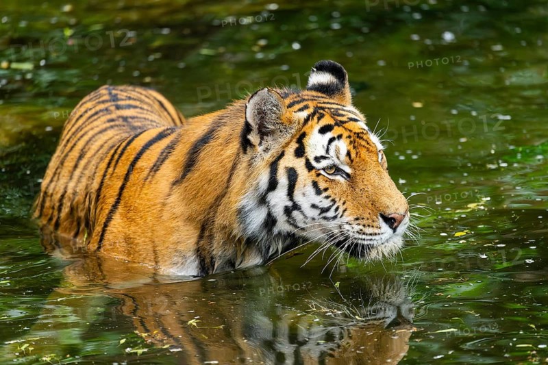 Siberian tiger (Panthera tigris tigris) swimming in a lake, captive, Germany