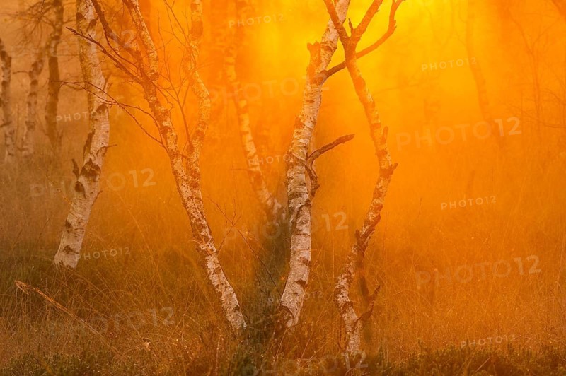 Birches (Betula) in the fog at dawn in the Molberger Dose, moor, raised bog, Molbergen, Lower Saxony, Germany
