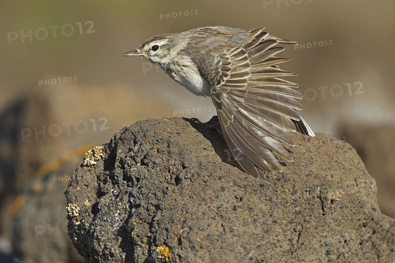 Berthelot's Pipit (Anthus berthelotii), Canary Islands, Spain