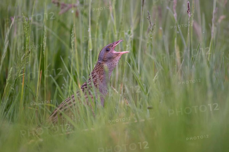 Corn Crake (Crex crex) male calling, Saxony, Germany