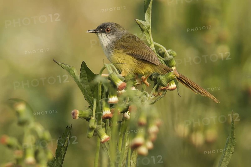 Yellow-bellied Prinia (Prinia flaviventris) male, Doi Lang, Thailand