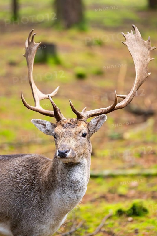 European fallow deer (Dama dama) buck, portrait, in a forest in autumn, Bavaria, Germany