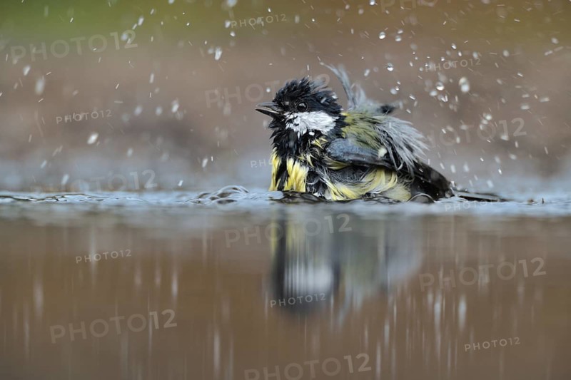 Great Tit (Parus major) bathing, Netherlands