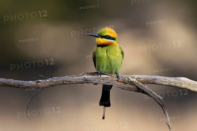 Rainbow Bee-eater (Merops ornatus) male perched on a branch, Victoria, Australia