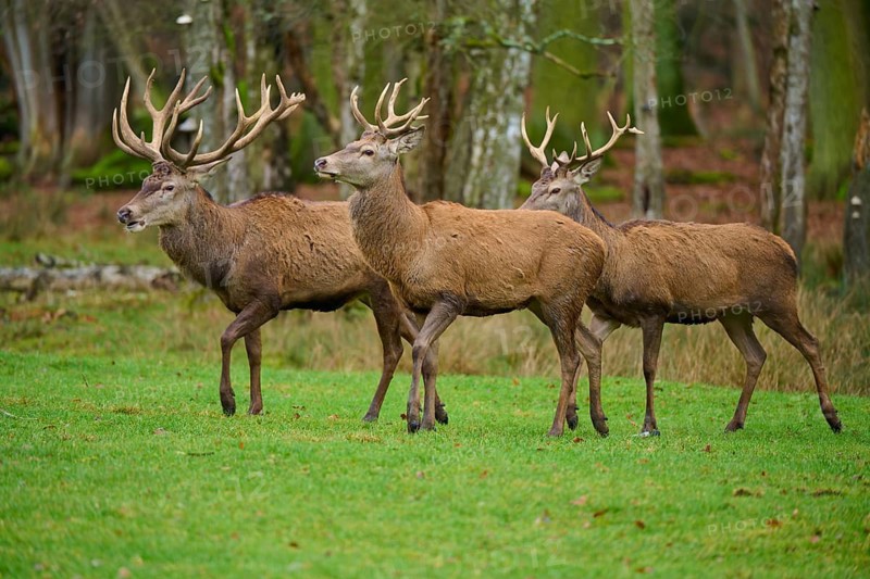 Three deer running together in a meadow in a dense forest, red deer (Cervus elaphus), Hesse, Germany