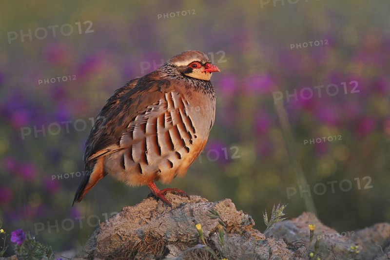 Red-legged Partridge (Alectoris rufa), Extremadura, Spain