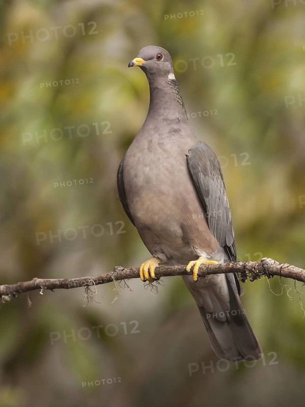 Band-tailed Pigeon (Patagioenas fasciata), California, USA