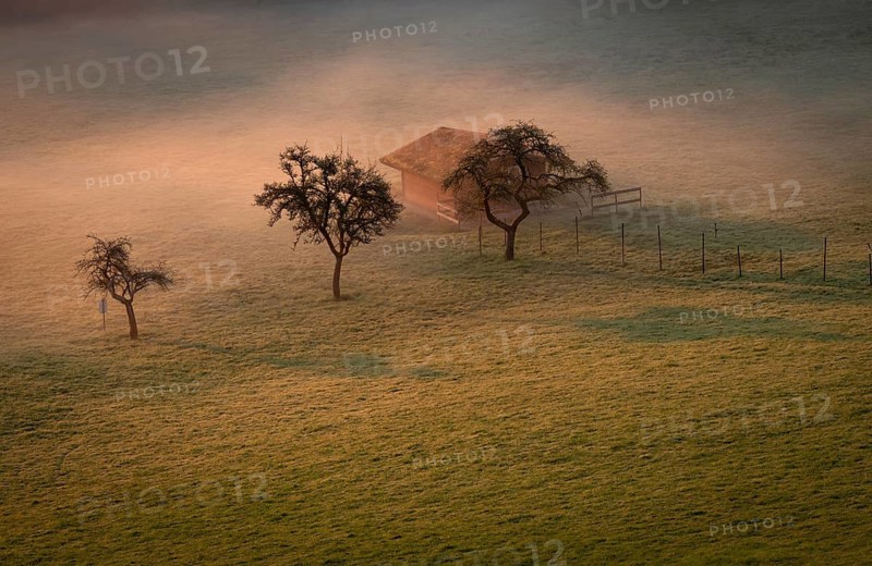 Fruit trees and keepers in a meadow, at sunrise, morning fog, Black Forest near Freudenstadt, Baden-Württemberg, Germany