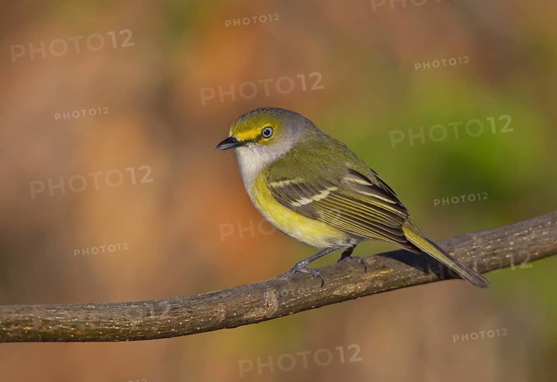 White-eyed Vireo (Vireo griseus) 1st spring, male, Ohio, USA