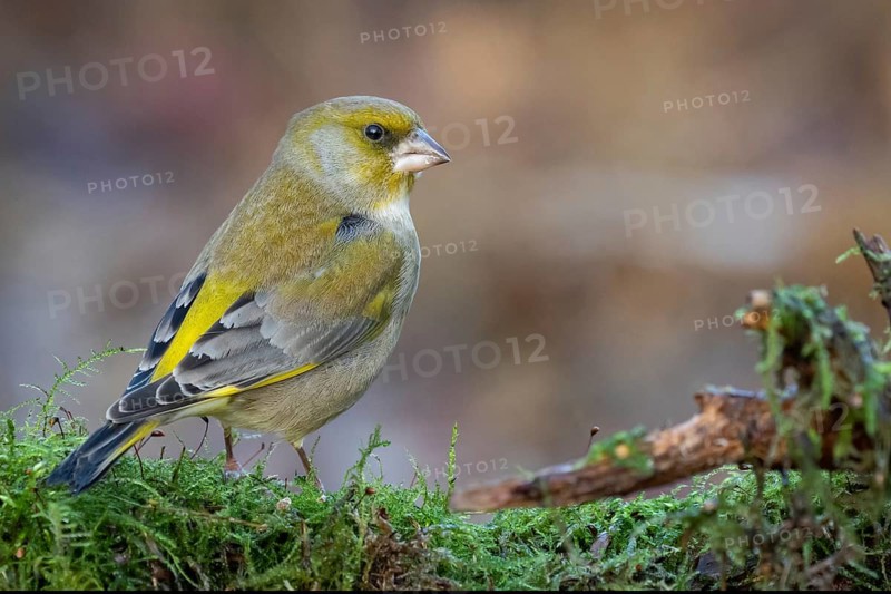European Greenfinch (Chloris chloris), Lower Saxony, Germany