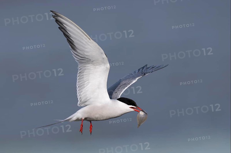 Common Tern (Sterna hirundo), Texel, Netherlands