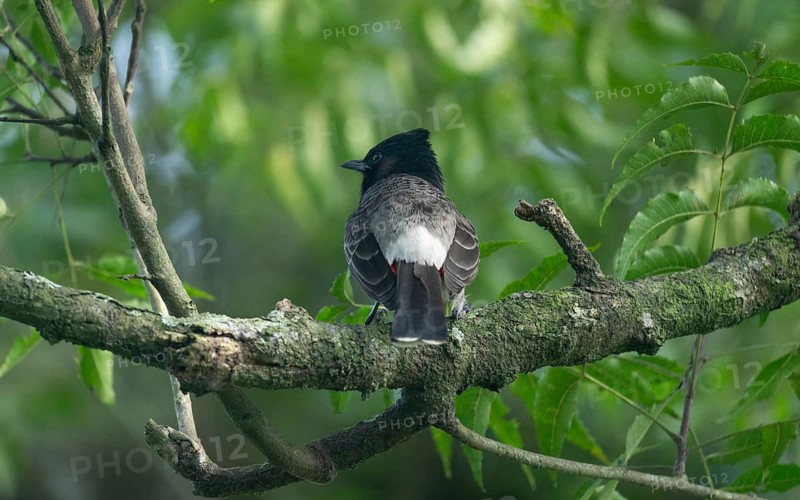 A Red-vented Bulbul (Pycnonotus cafer) on a tree branch, Sreepeur, Gazipur