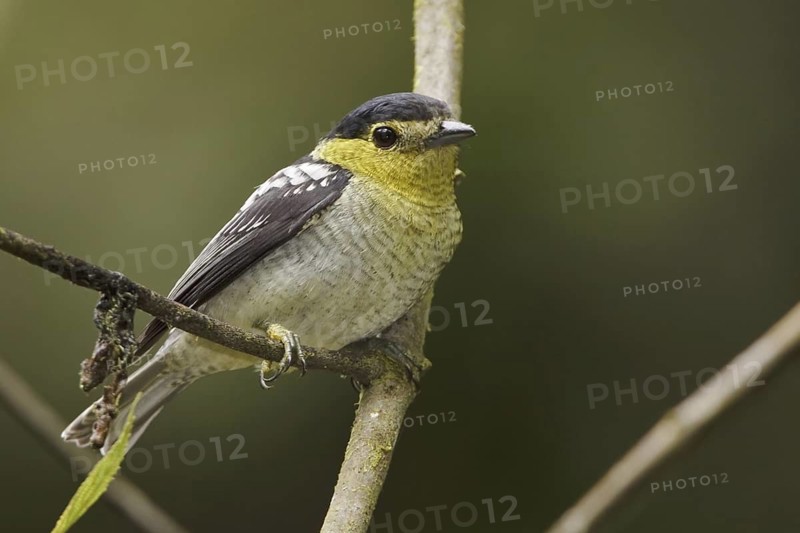 Barred Becard (Pachyramphus versicolor) male perched on a branch, Ecuador