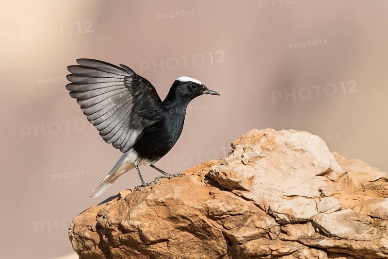 Hooded Wheatear (Oenanthe monacha) flapping on ground, Eilat, Israel