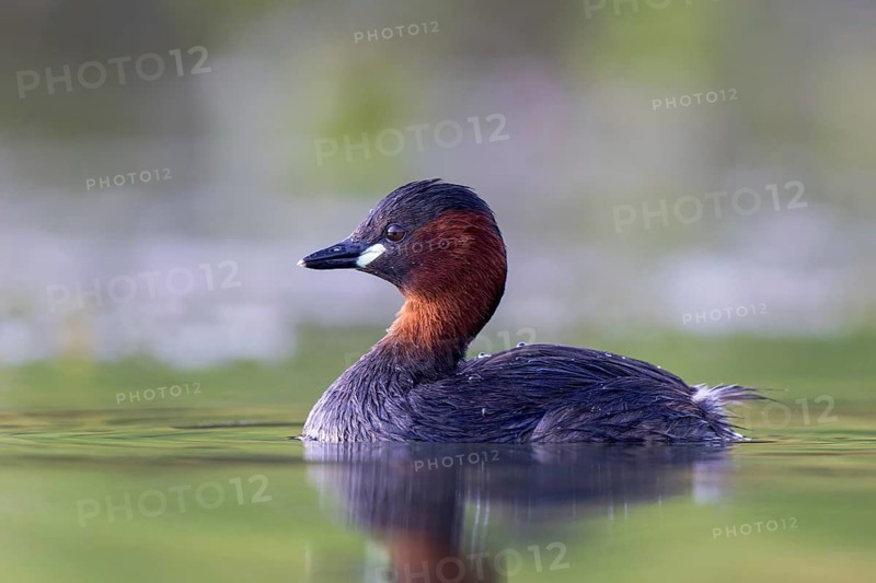 Little Grebe (Tachybaptus ruficollis), North Rhine-Westphalia, Germany