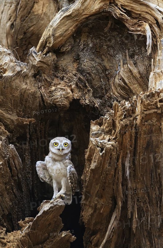 Spotted Owlet (Athene brama), Ladakh, India