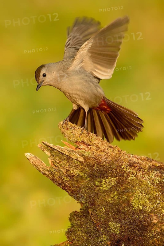 Grey Catbird (Dumetella carolinensis) male, Texas, USA