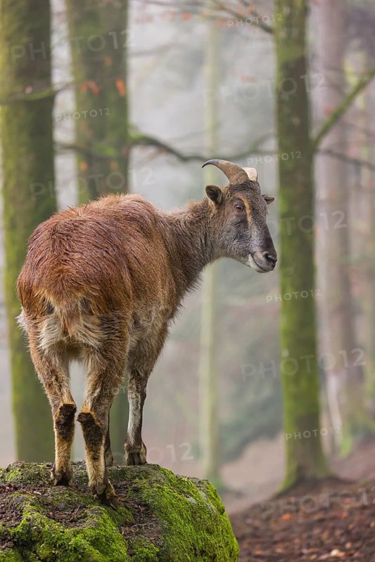A female Himalayan Tahr (Hemitragus jemlahicus) stands in the forest on a foggy day