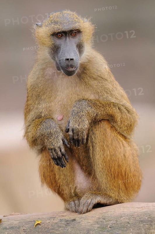 A baboon sits attentively and gazes into the distance, Guinea baboon (Papio papio), captive, Germany