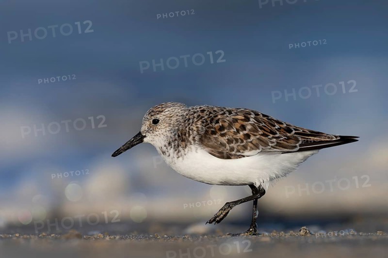 Avocet (Recurvirostra avosetta), Texel, Netherlands
