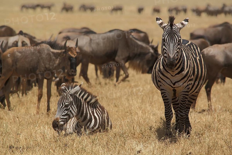 Two plains zebras (Equus quagga) and herd of blue wildebeest (Connochaetes taurinus), lying, standing, Ngorongoro Crater, Serengeti, Tanzania, East Africa